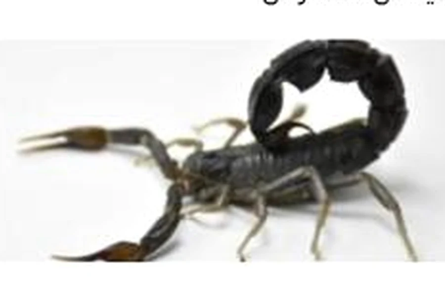 Androctonus crassicauda