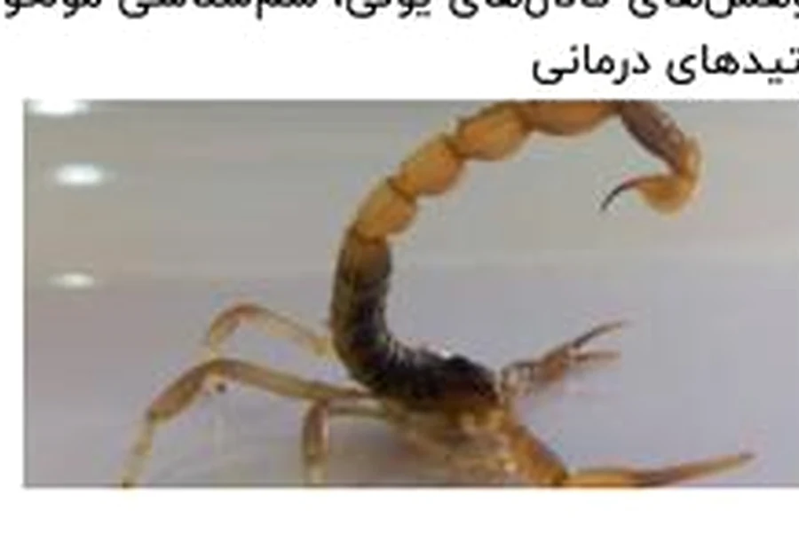 Odontobuthus doriae