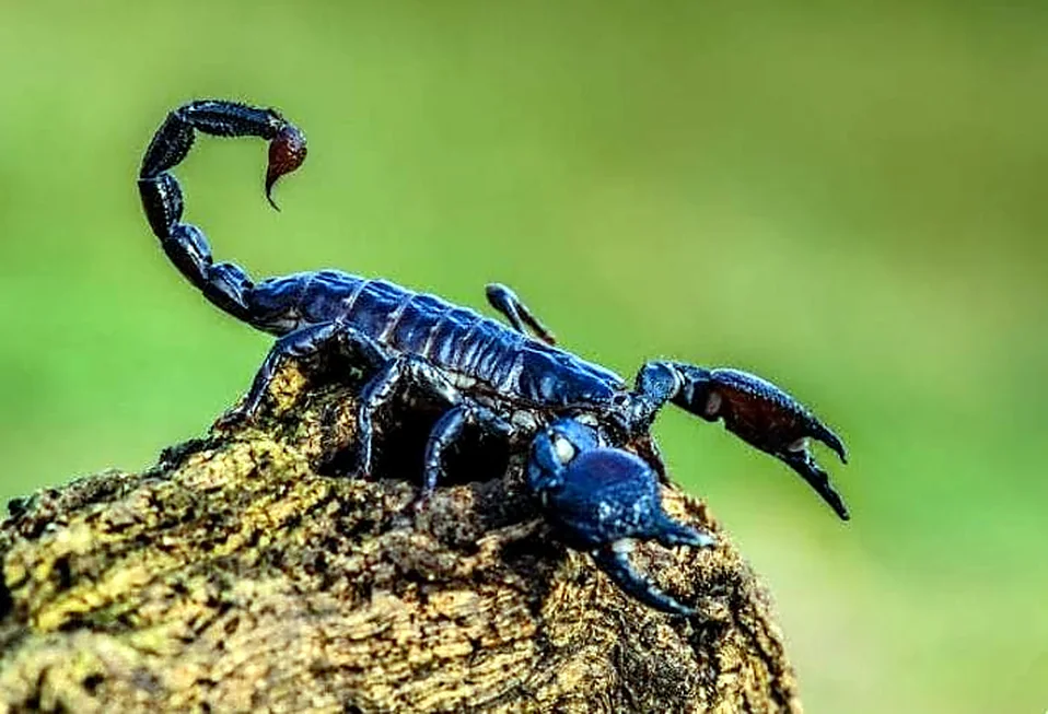 Real specimen in a natural setting
