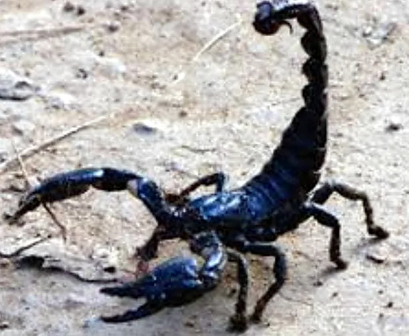Dark specimen in an outdoor setting
