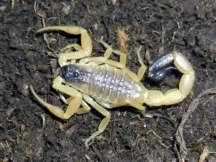 Light-coloured specimen on soil